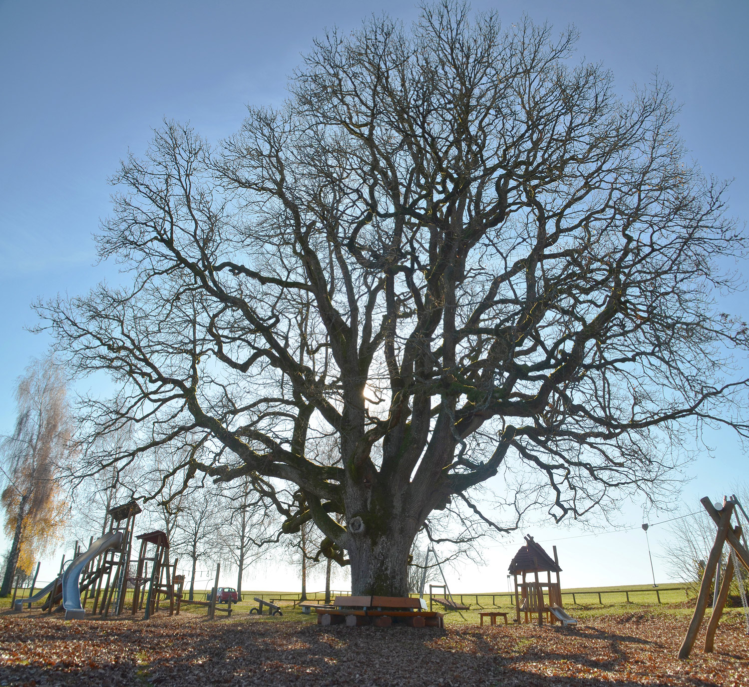 Quercus petraea - Altenburg-Hornberg - Nov. 2020