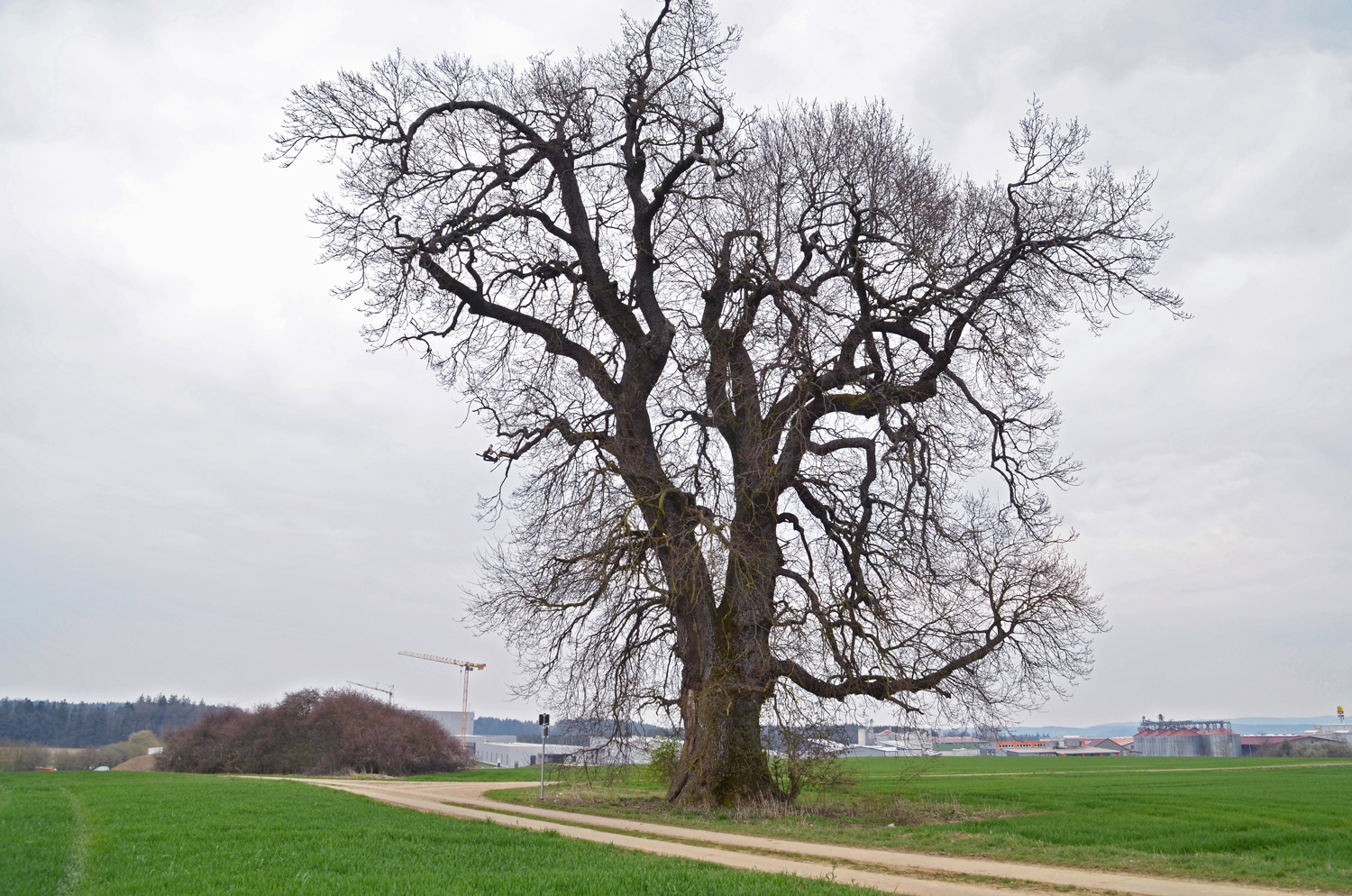 Neunheimer Eiche - Ellwangen-Neunheim - April 2016
