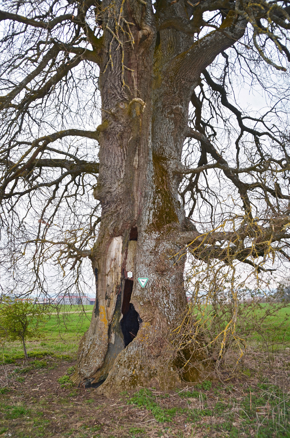 Neunheimer Eiche - Ellwangen-Neunheim - April 2016