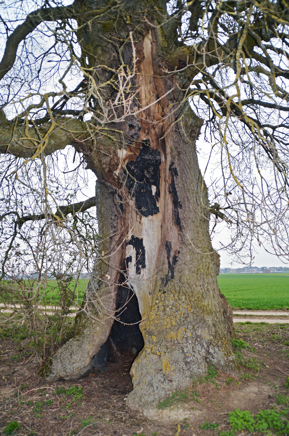 Neunheimer Eiche - Ellwangen-Neunheim - April 2016