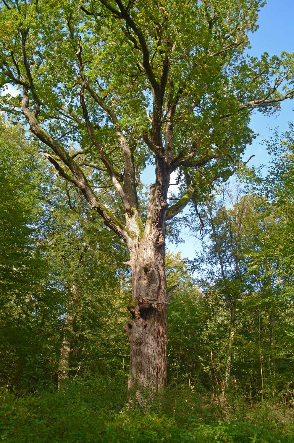 Trichtereiche im Stuttgarter Rotwildpark - Okt. 2024