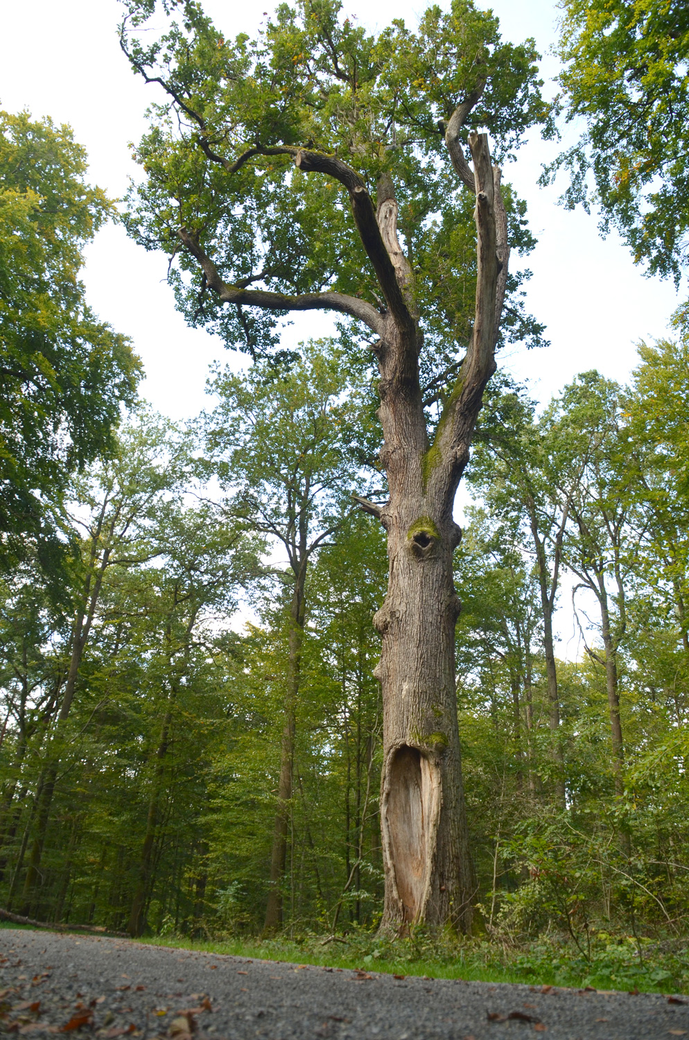 Bogeneiche im Stuttgarter Rotwildpark - Okt. 2024