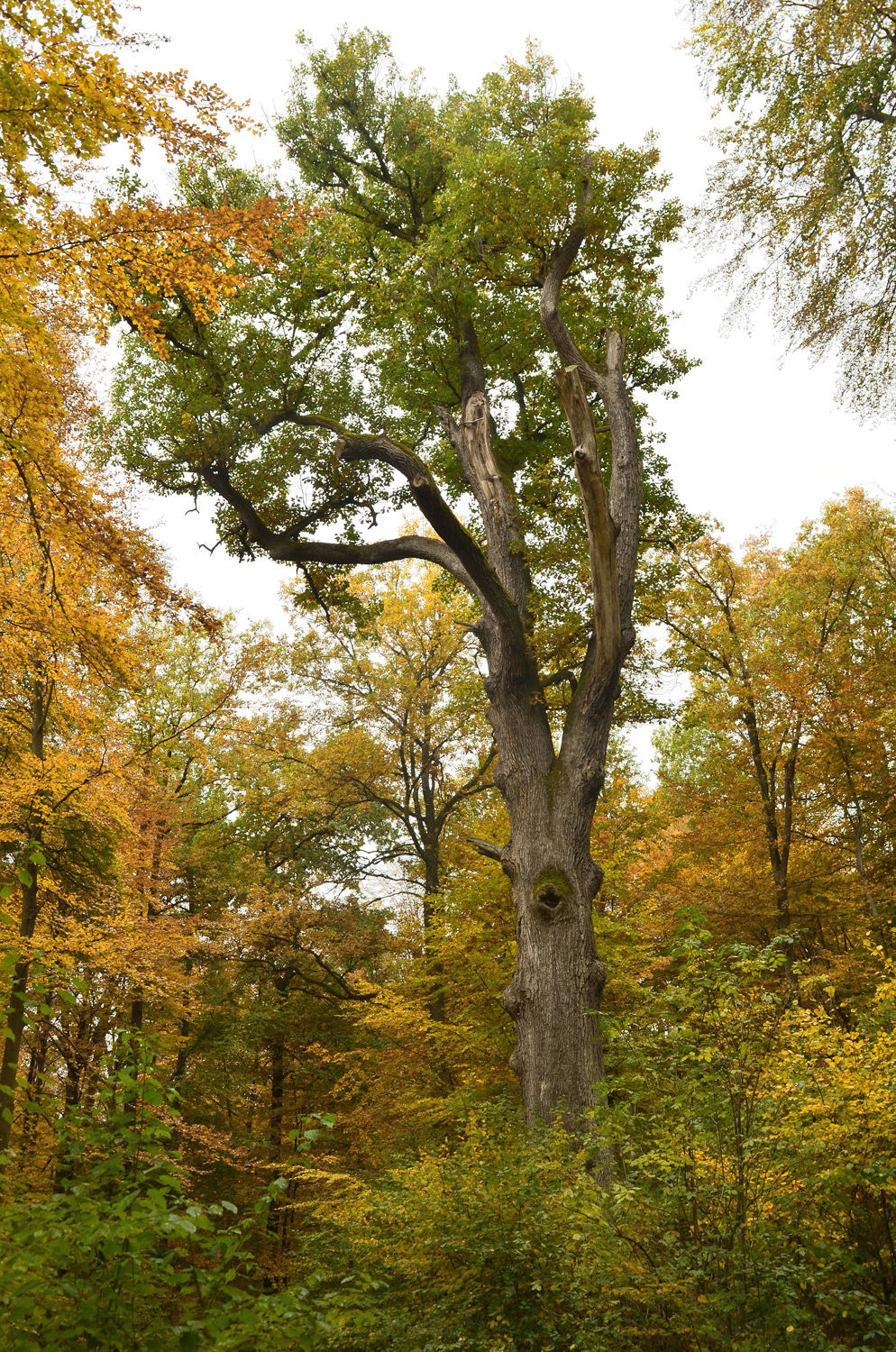 Bogeneiche im Stuttgarter Rotwildpark - Okt. 2020