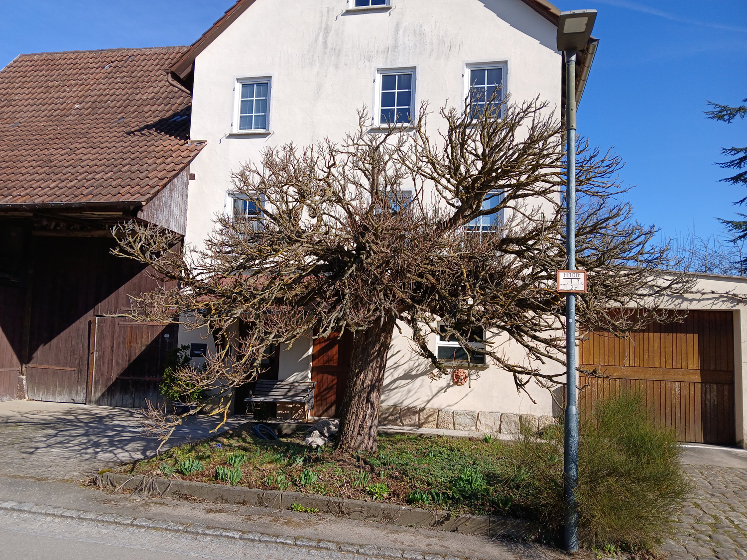 Kugel-Trompetenbaum in Mähringen - März 2025