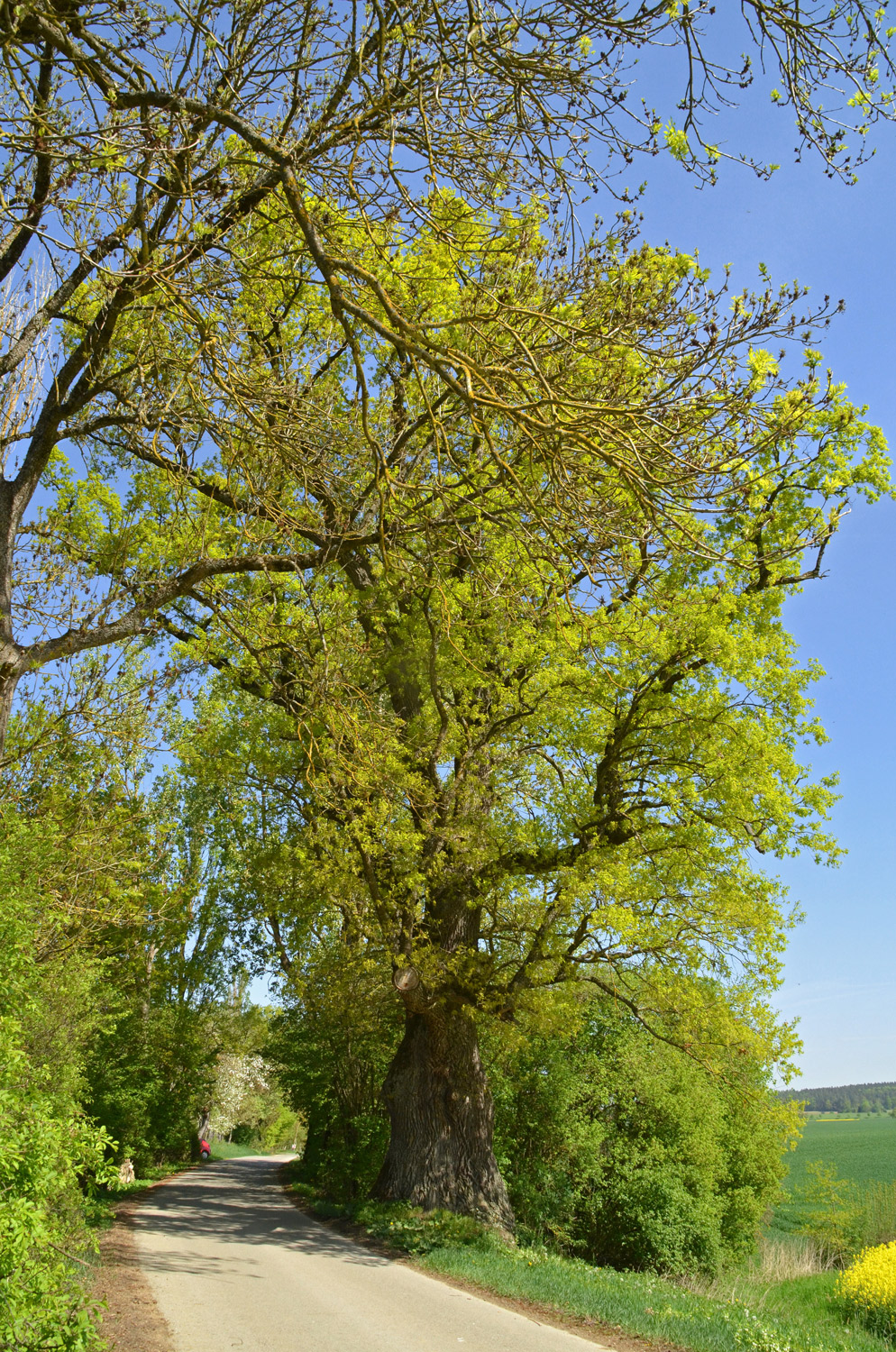 Neuhauseiche bei Wachendorf - März 2018