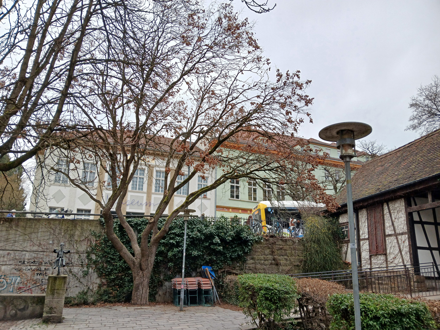 Koelreuteria paniculata - Tübingen - März 2025