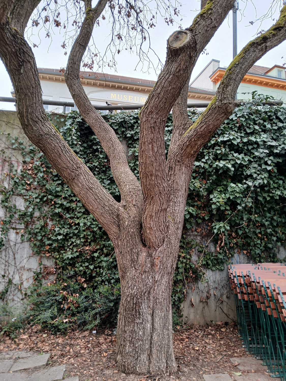 Koelreuteria paniculata - Tübingen - März 2025