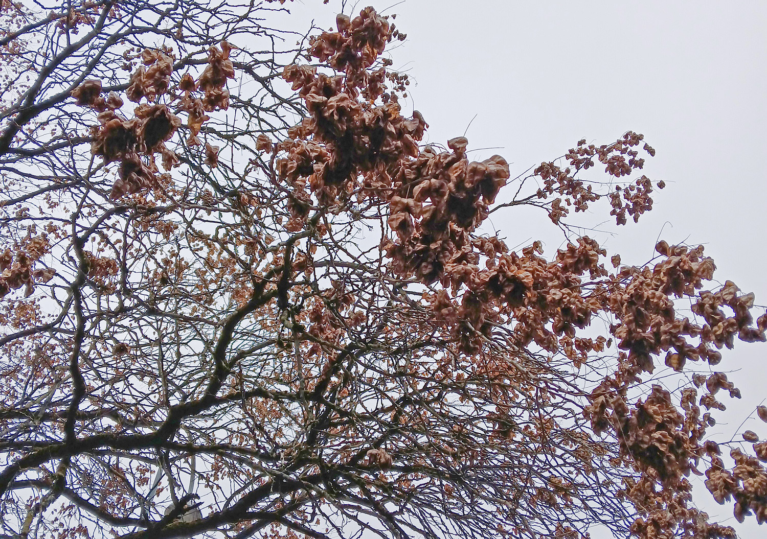 Koelreuteria paniculata - Tübingen - März 2025