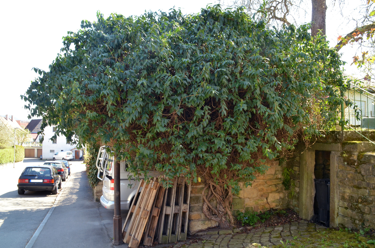 Lonicera acuminata - Kusterdingen-Immenhausen - April 2025