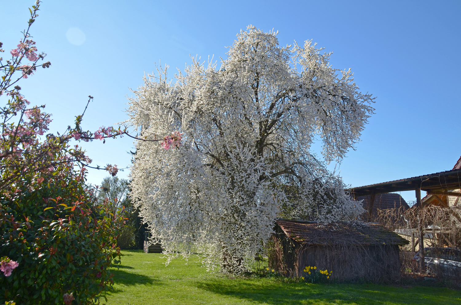Prunus cerasifera - Kusterdingen-Immenhausen - April 2025