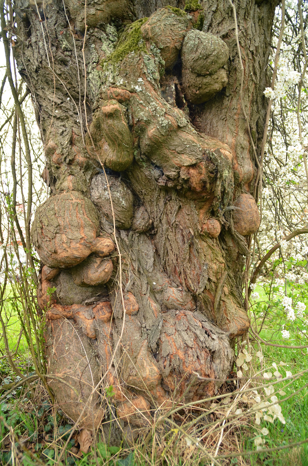Prunus cerasifera - Kusterdingen-Immenhausen - April 2025