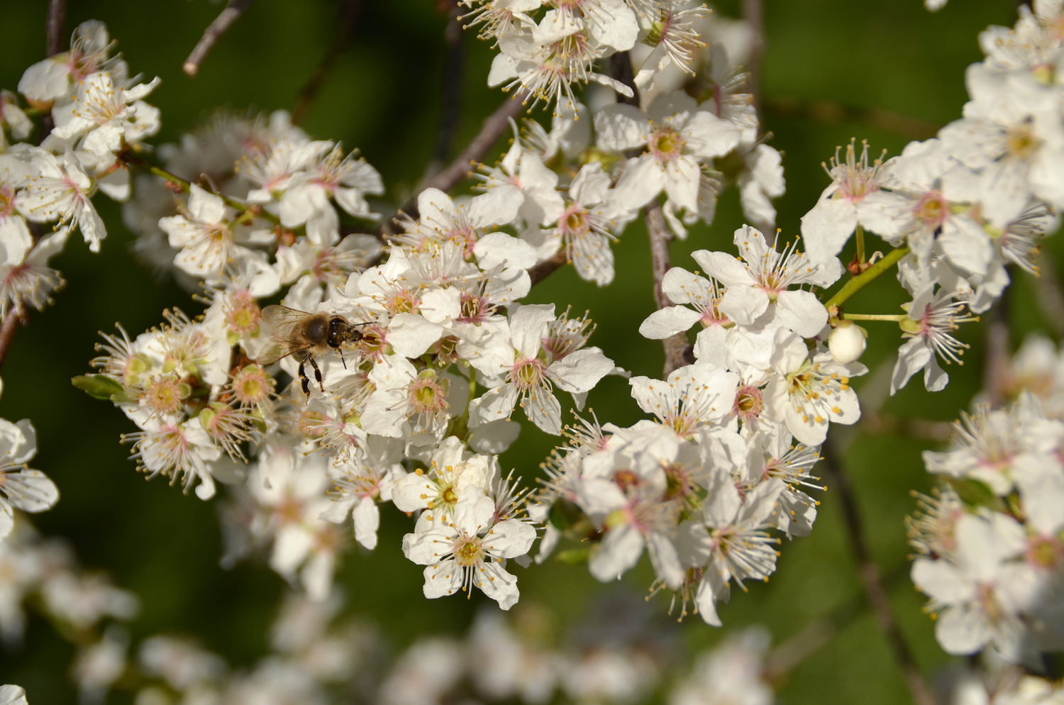 Prunus cerasifera - Kusterdingen-Immenhausen - April 2025