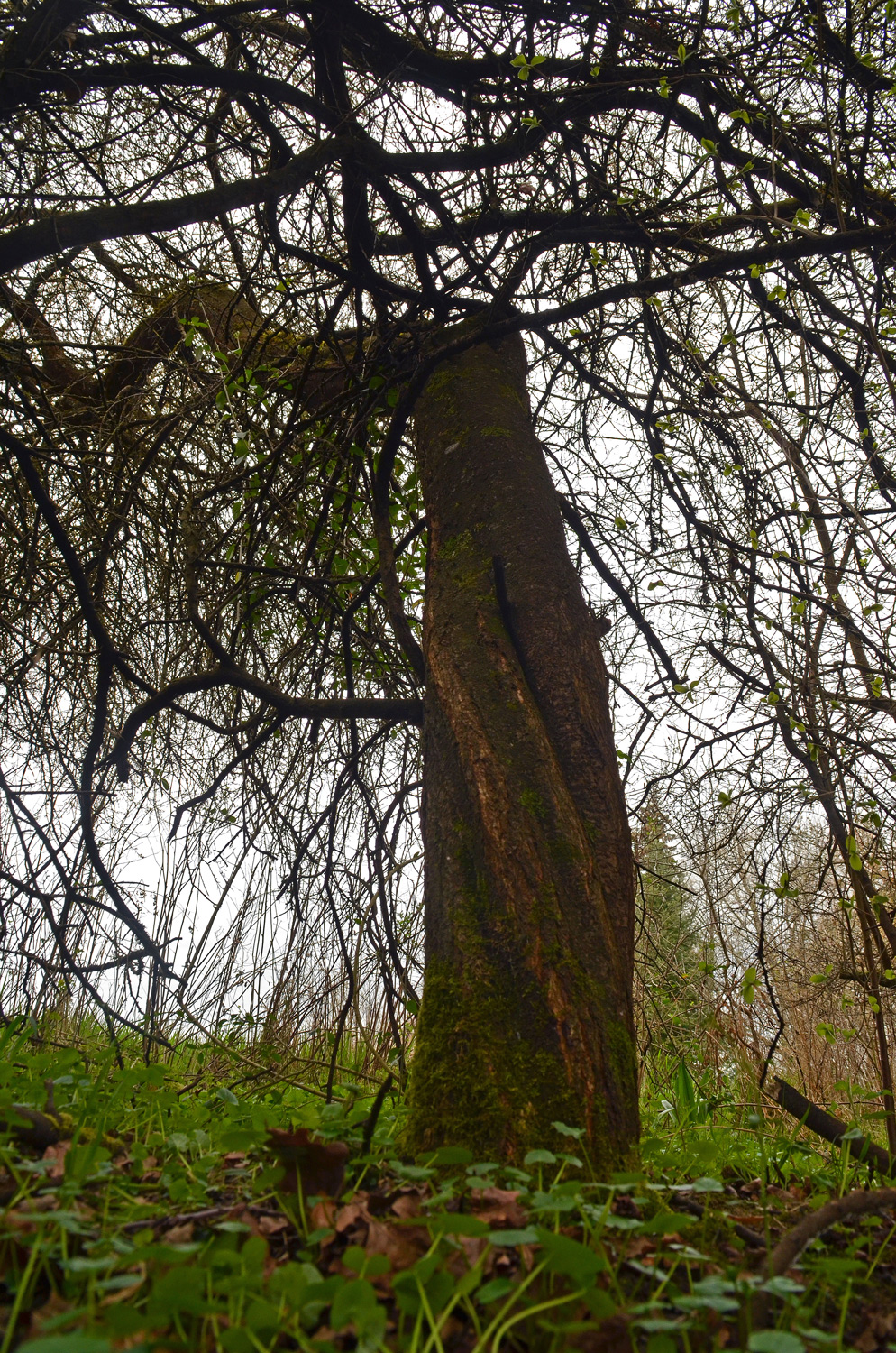 Prunus spinosa - Gomaringen - April 2025