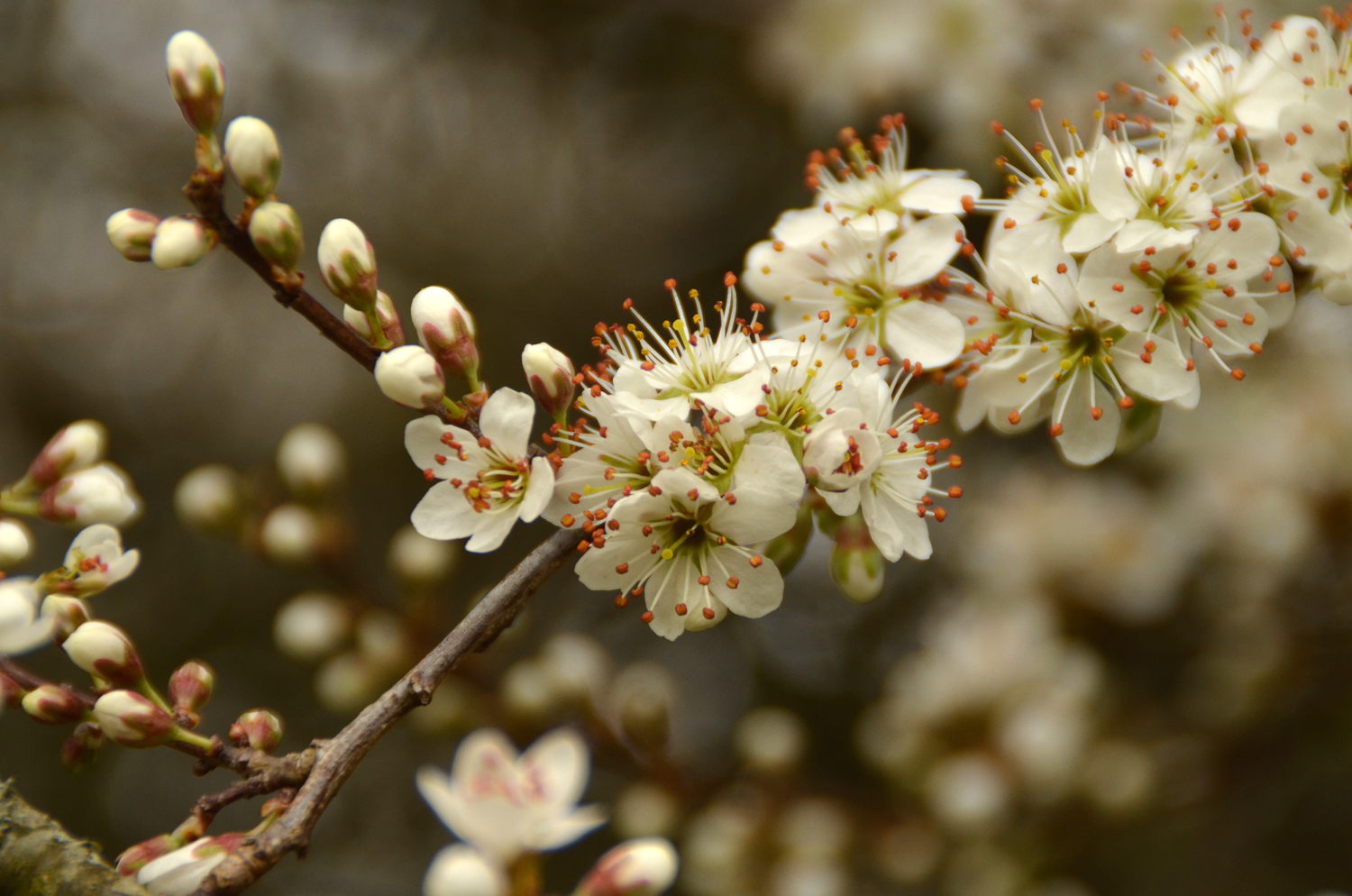 Prunus spinosa - Gomaringen - April 2025