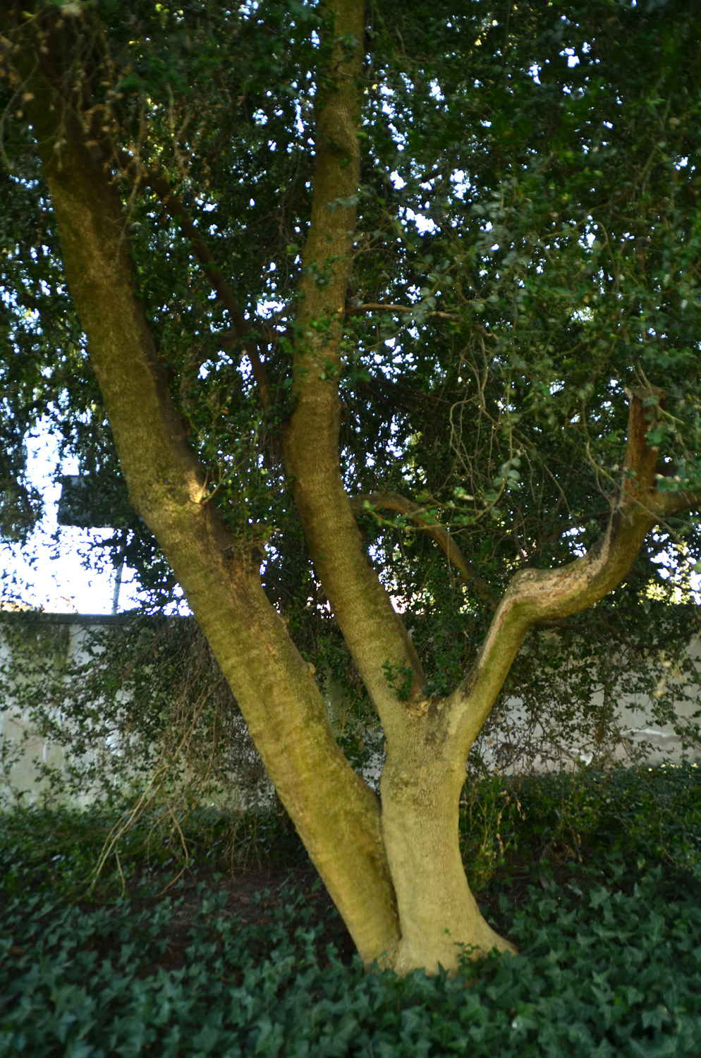 Buxus sempervirens - Hermannshof Weinheim - März 2025
