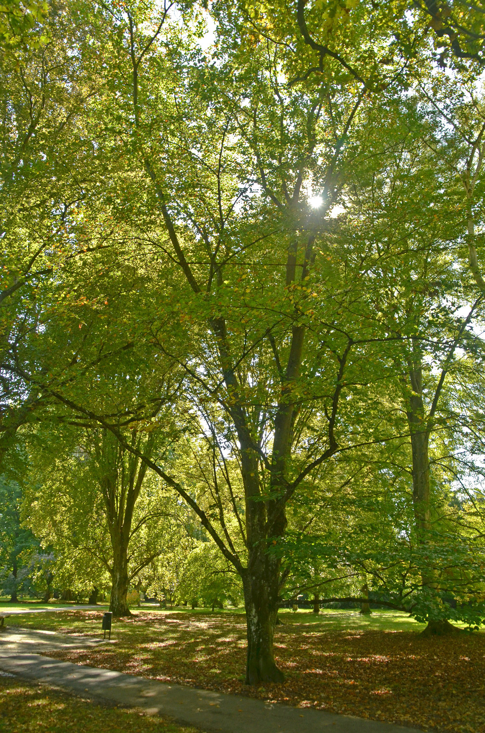 Fagus sylvatica 'Zlatia' - Exotengarten Stuttgart-Hohenheim - Sept. 2023