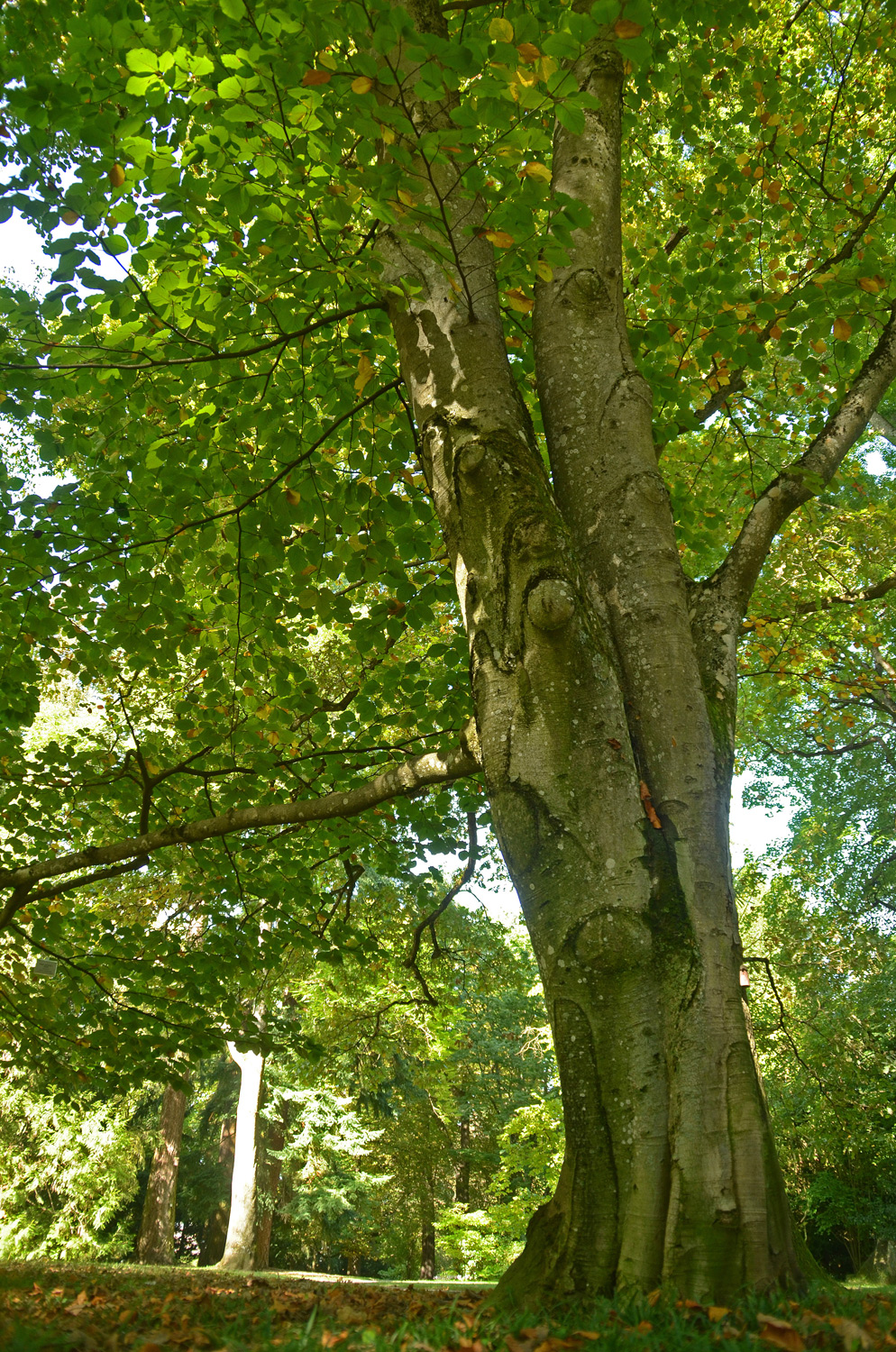 Fagus sylvatica 'Zlatia' - Exotengarten Stuttgart-Hohenheim - Sept. 2023