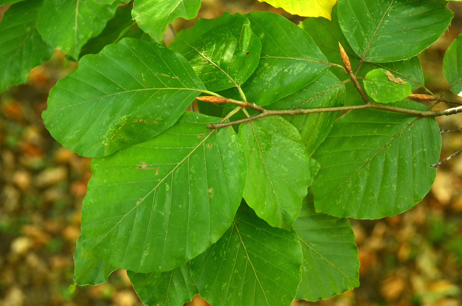 Fagus sylvatica 'Zlatia' - Exotengarten Stuttgart-Hohenheim - Sept. 2023