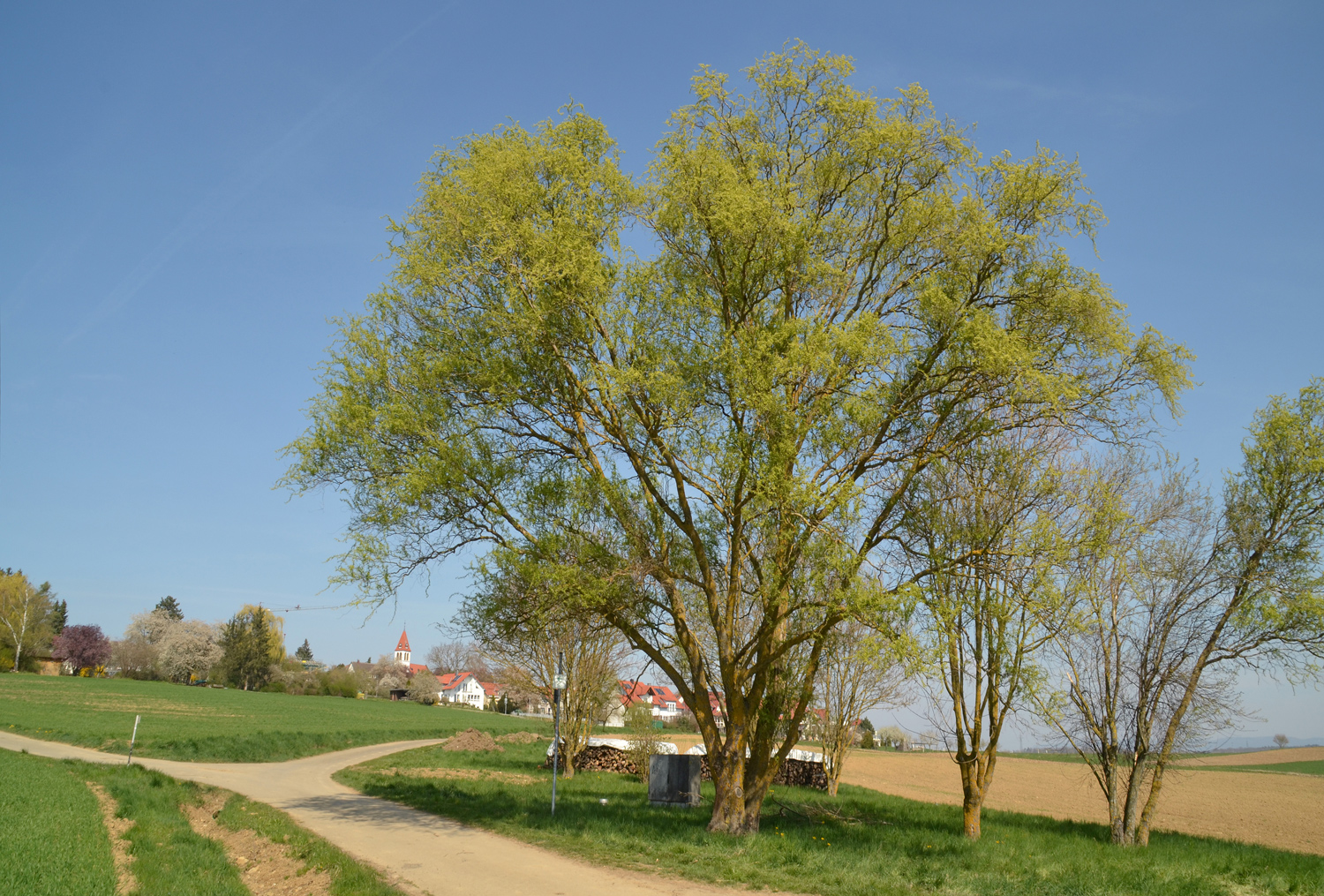 Salix matsudana 'Tortuosa' - Gomaringen-Stockach - April 2025