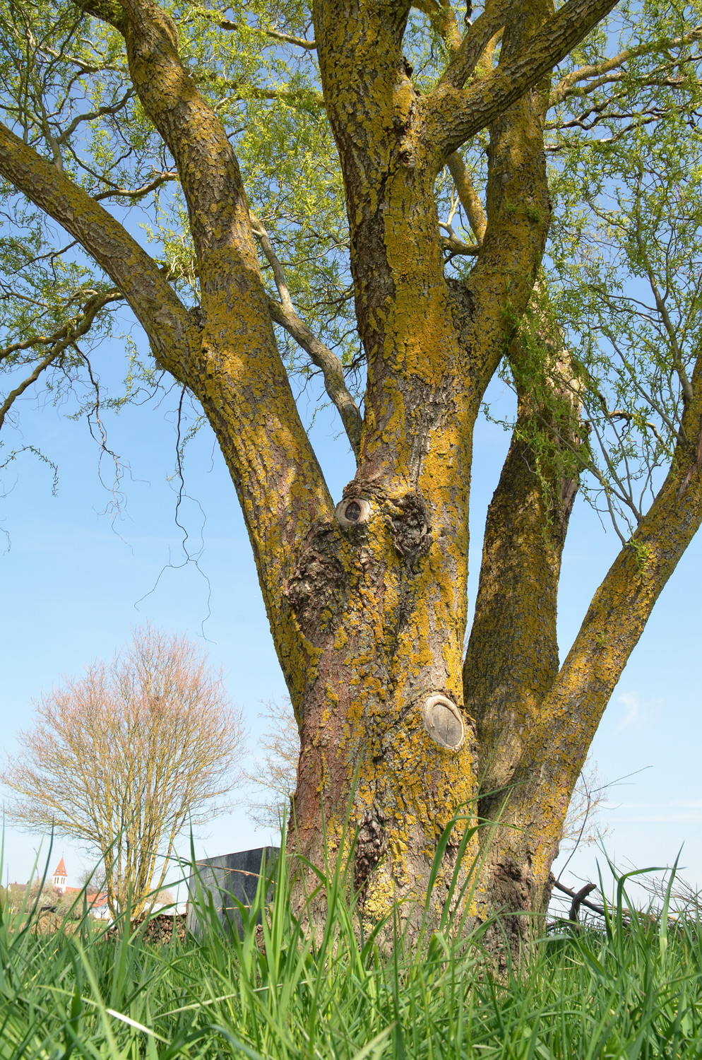 Salix matsudana 'Tortuosa' - Gomaringen-Stockach - April 2025