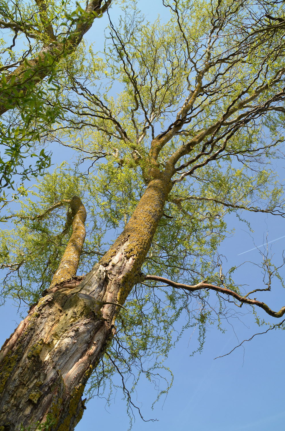 Salix matsudana 'Tortuosa' - Gomaringen-Stockach - April 2025