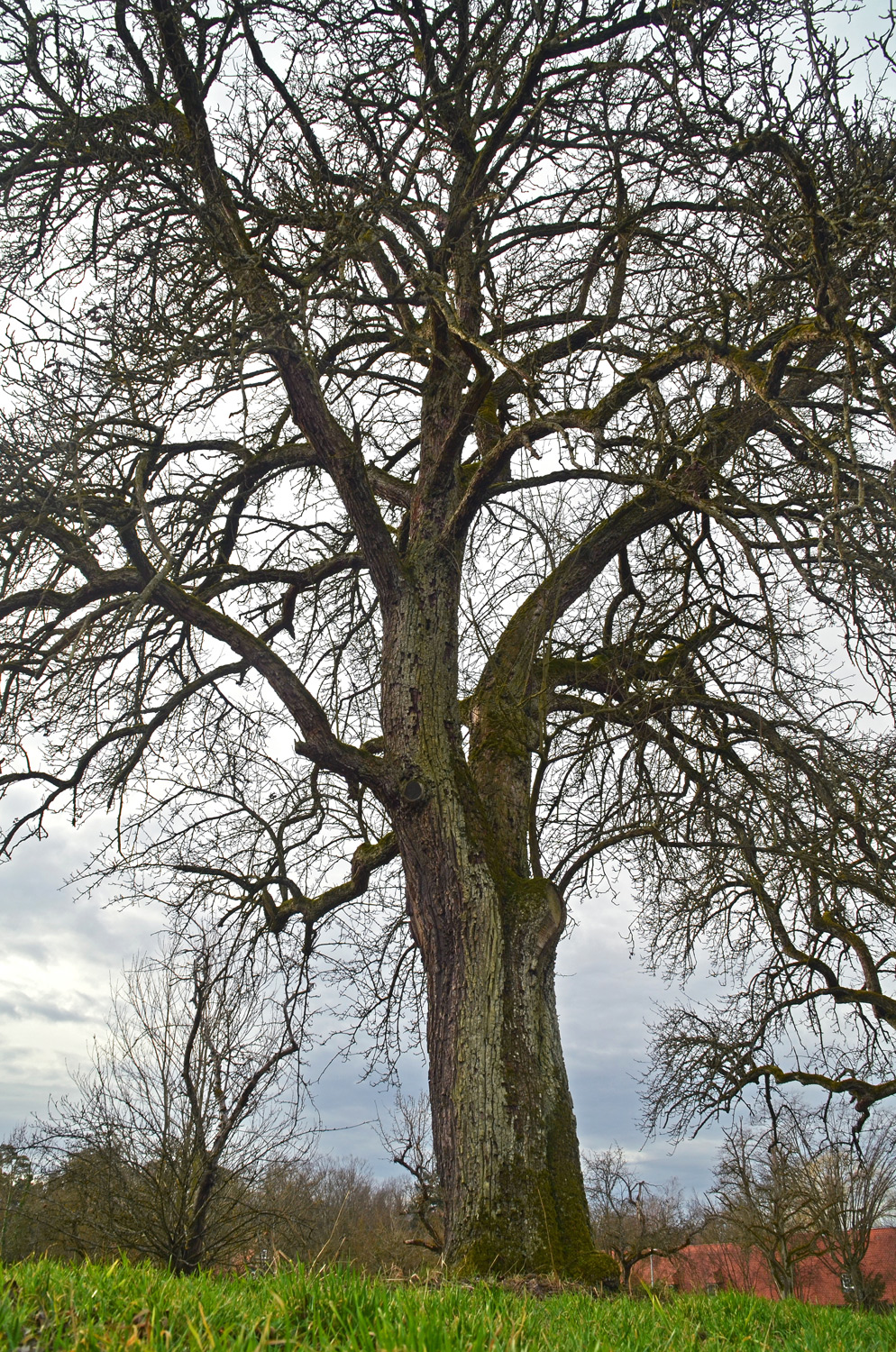 Pyrus communis 'Geddelsbacher Mostbirne' - Filderstadt-Bonlanden - Febr. 2024