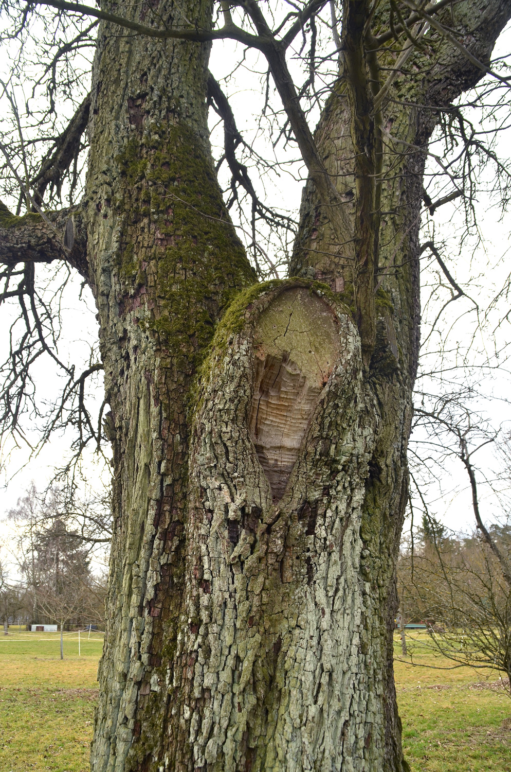 Pyrus communis 'Geddelsbacher Mostbirne' - Filderstadt-Bonlanden - Febr. 2024