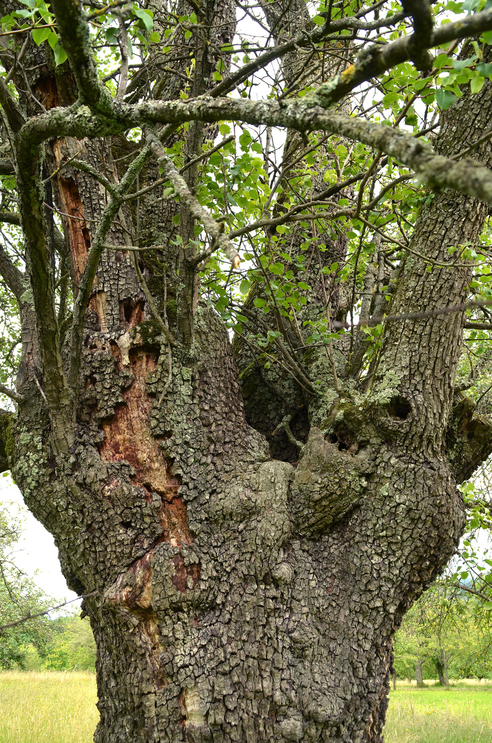 Pyrus communis 'Knausbirne' - Neuffen - Juni 2024