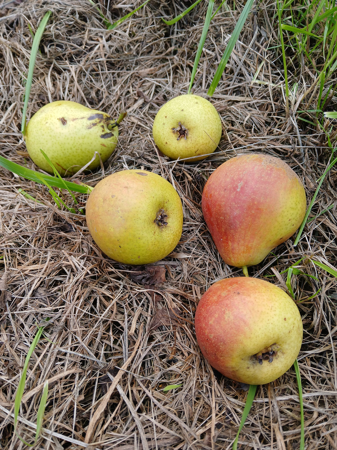 Pyrus communis 'Knausbirne' - Neuffen - Sept. 2024