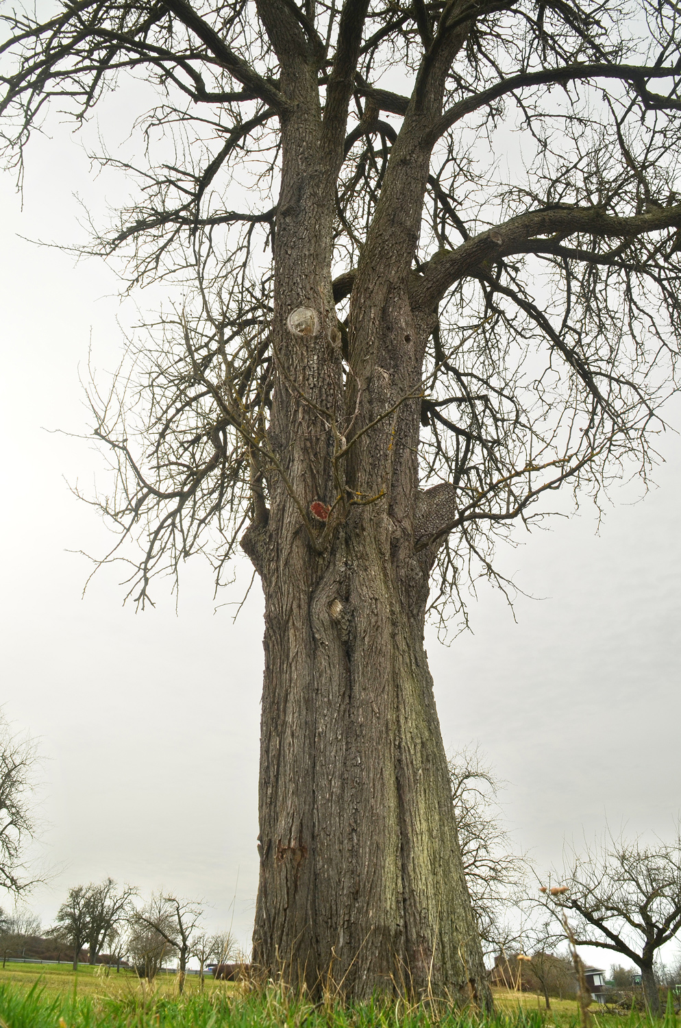 Pyrus communis 'Marxenbirne' - Filderstadt-Sielmingen - Febr. 2024