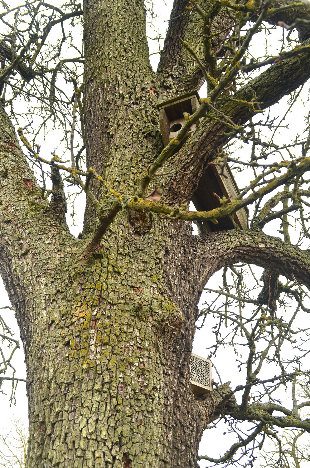 Pyrus communis 'Pfundbirne' - Filderstadt-Harthausen - Febr. 2024