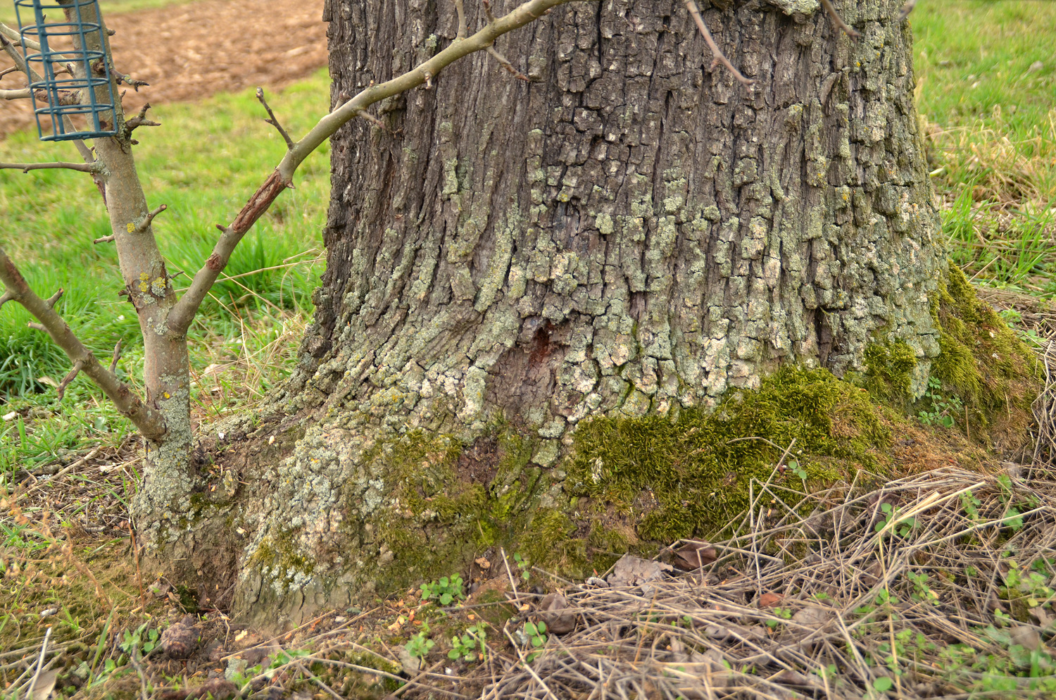 Pyrus communis 'Pfundbirne' - Filderstadt-Harthausen - Febr. 2024
