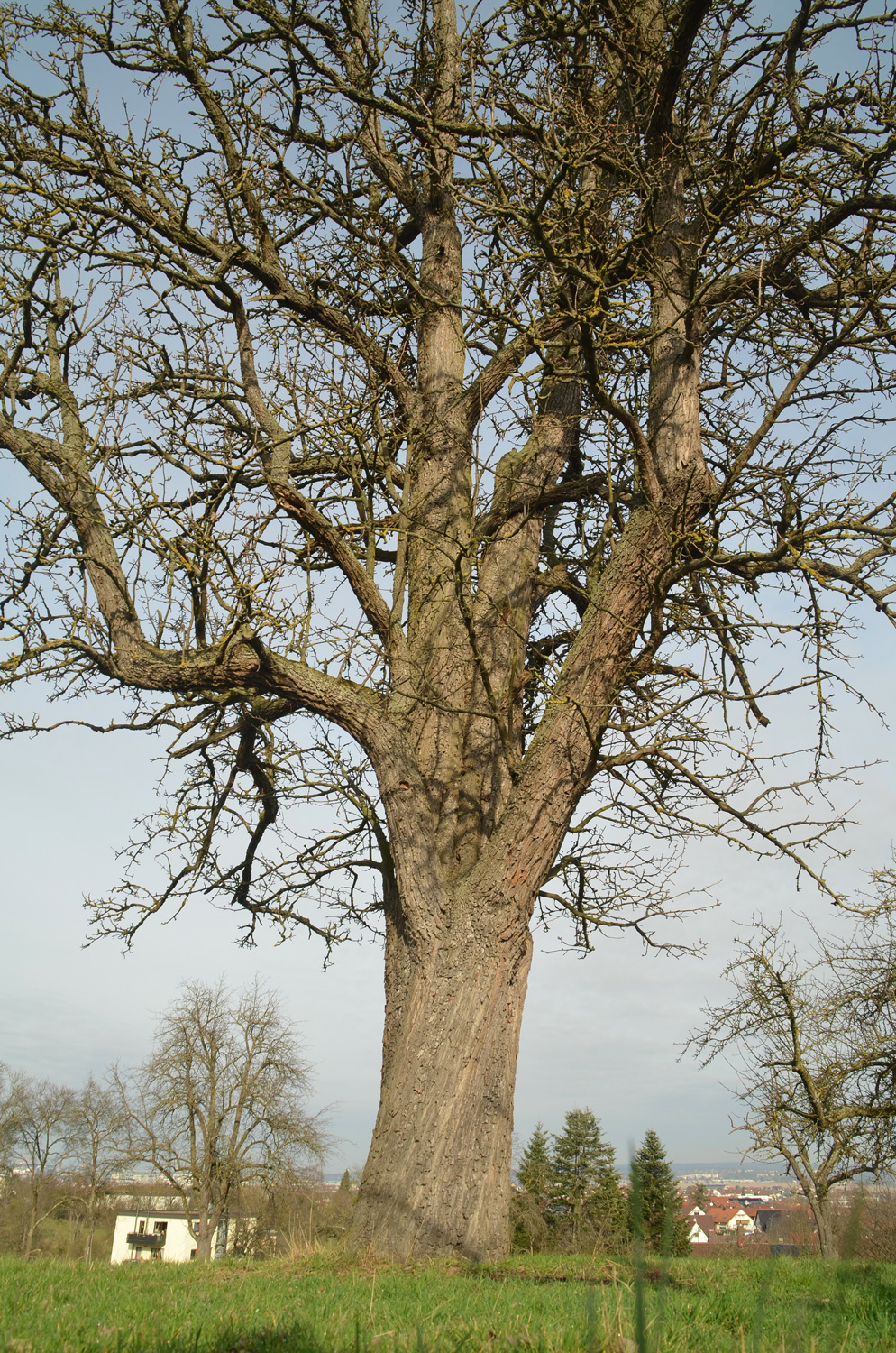 Pyrus communis 'Schweizer Zuckerbirne' - Filderstadt-Sielmingen - Febr. 2024