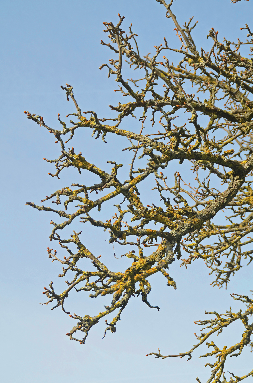 Pyrus communis 'Schweizer Zuckerbirne' - Filderstadt-Sielmingen - Febr. 2024