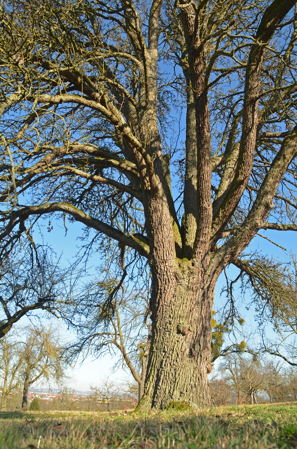 Pyrus communis 'Sievenicher Mostbirne' - Filderstadt-Bernhausen - Jan. 2024