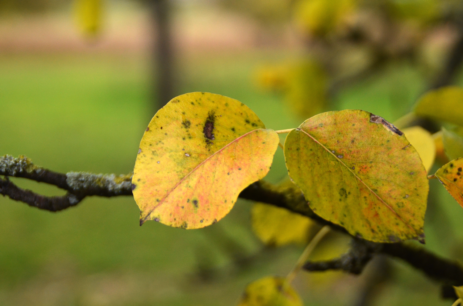 Pyrus communis 'Sievenicher Mostbirne' - Filderstadt-Bernhausen - Nov. 2023