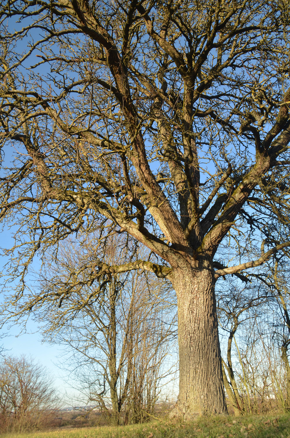 Pyrus communis 'Stuttgarter Geißhirtle' - Filderstadt-Plattenhardt - Jan. 2024