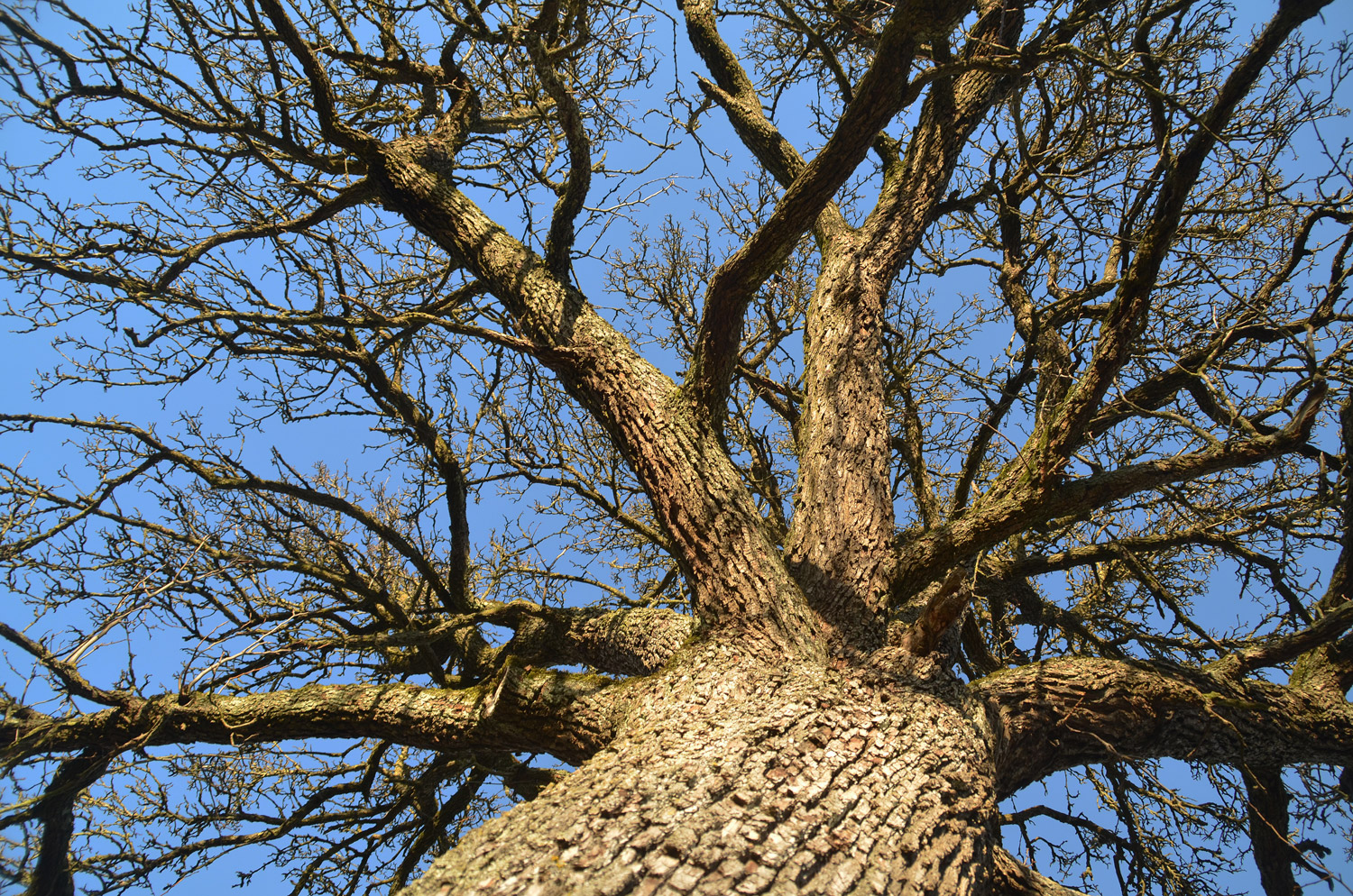 Pyrus communis 'Stuttgarter Geißhirtle' - Filderstadt-Plattenhardt - Jan. 2024