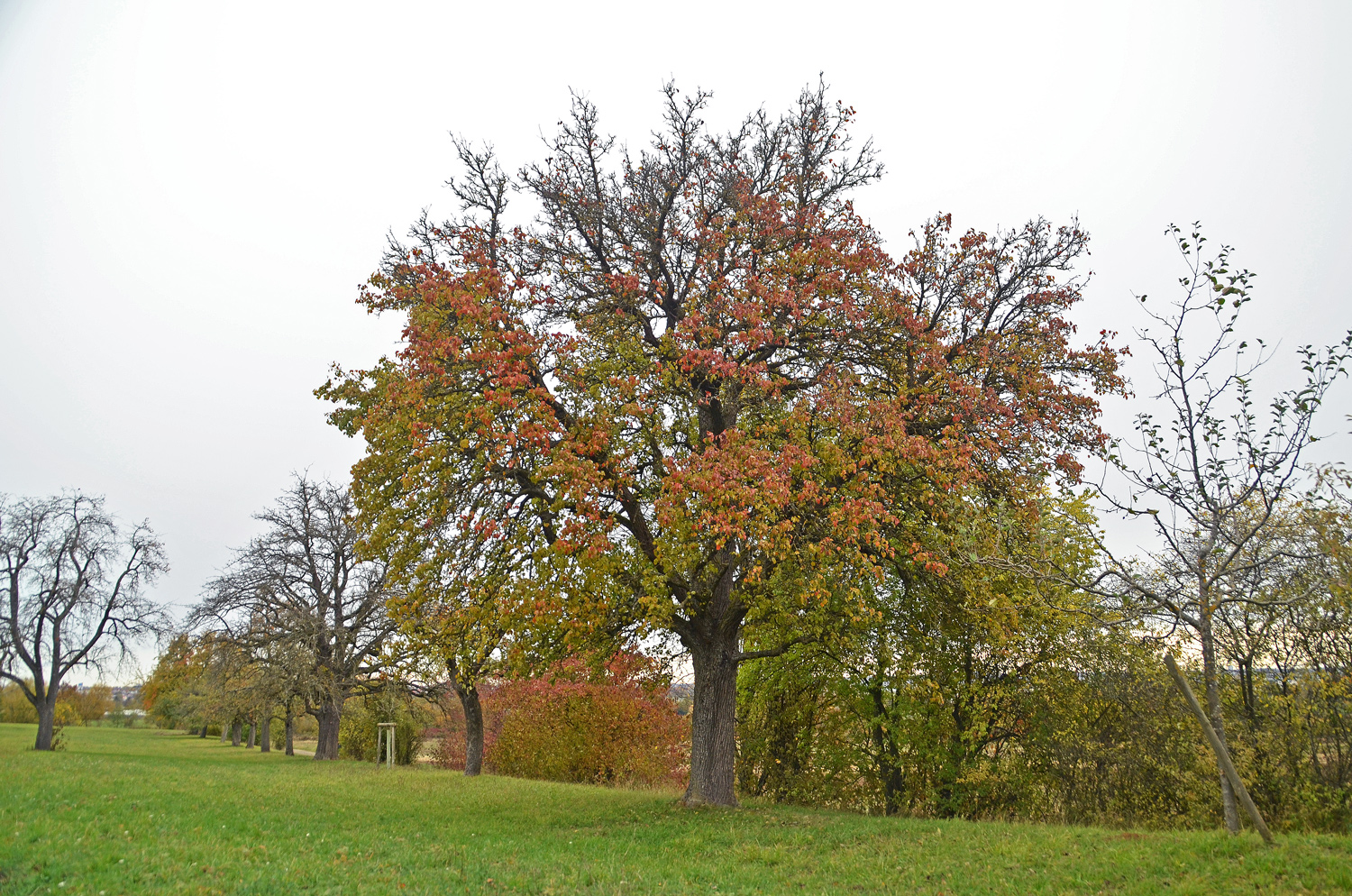 Pyrus communis 'Stuttgarter Geißhirtle' - Filderstadt-Plattenhardt - Nov. 2023