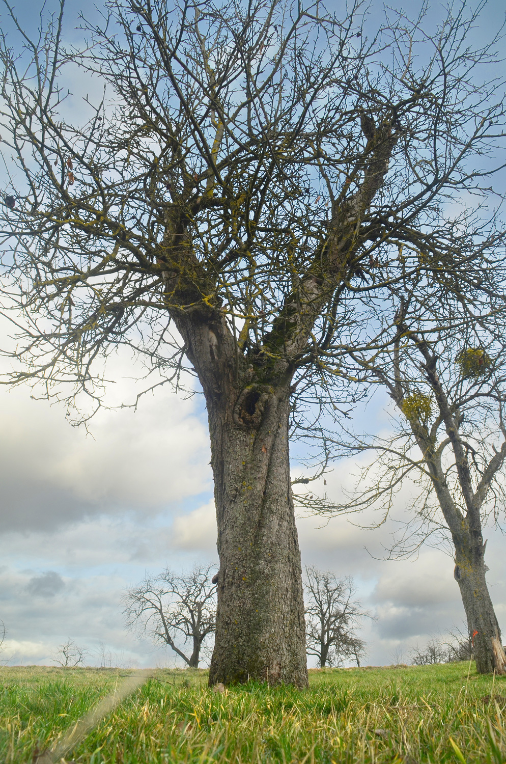 Malus domenstica 'Landsberger Renette' - Filderstadt-Sielmingen - Febr. 2024