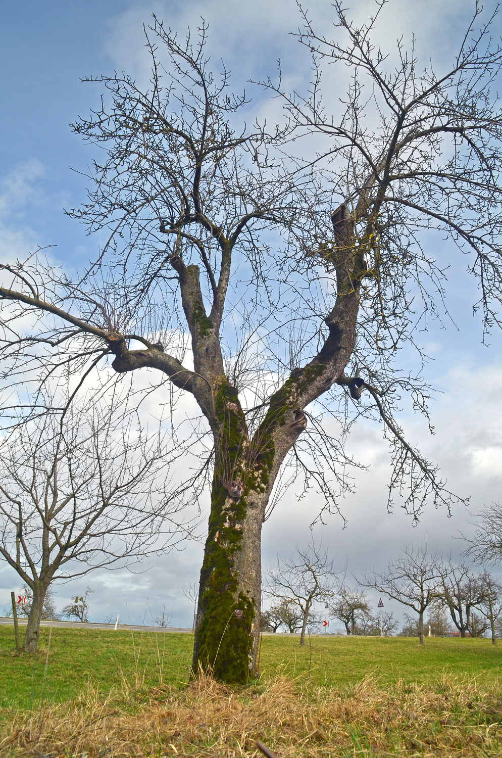 Malus domenstica 'Maunzenapfel' - Filderstadt-Sielmingen - Febr. 2024
