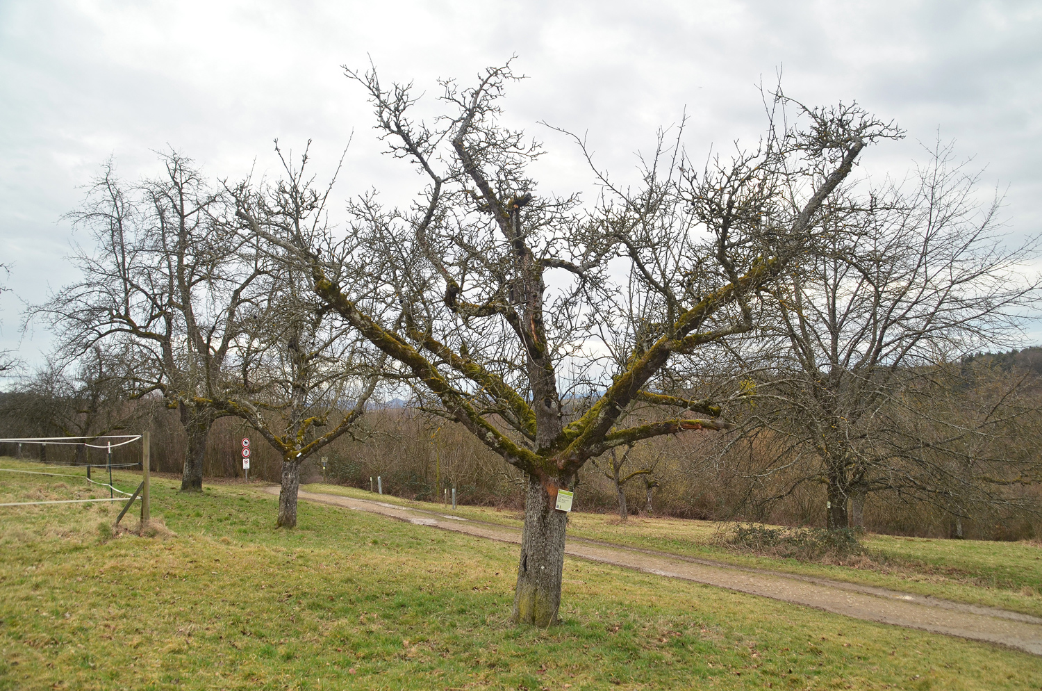 Malus domenstica 'Damasonrenette' - Filderstadt-Bonlanden - Febr. 2024