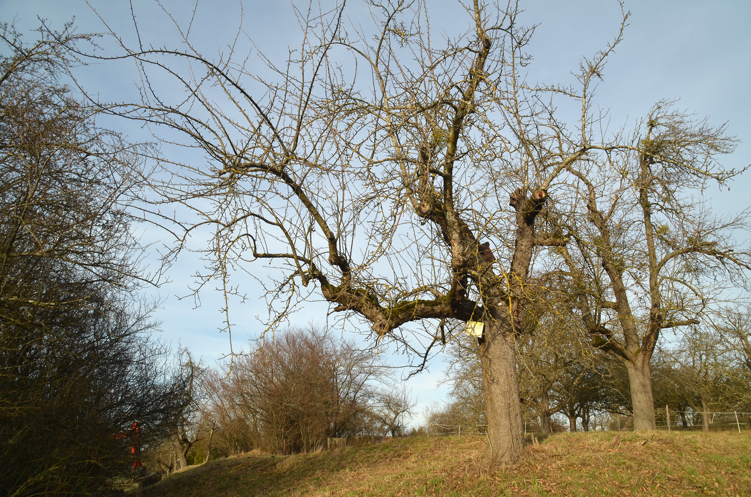 Malus domenstica 'Gascoignes Scharlachroter' - Filderstadt-Bonlanden - Febr. 2024