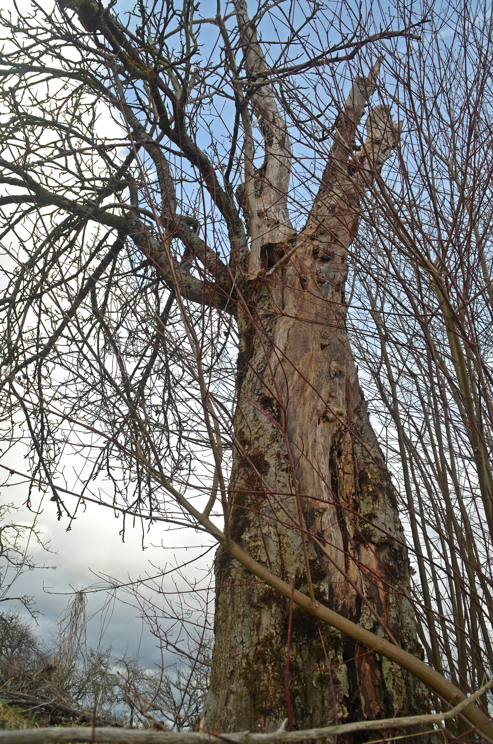 Malus domenstica 'Hohe Wart' - Filderstadt-Bonlanden - Febr. 2024