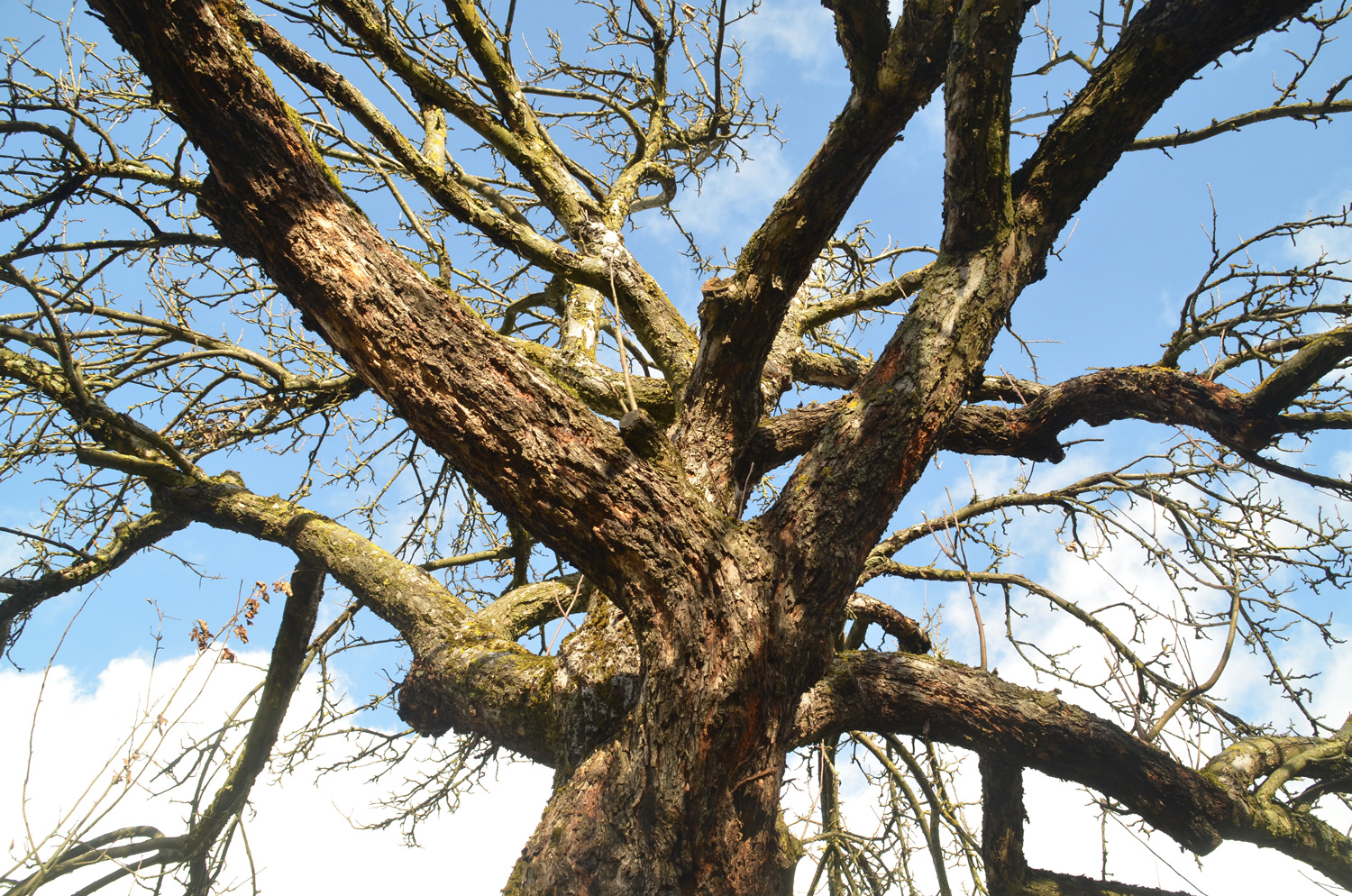 Malus domenstica 'Kleinbettlinger Luike' - Filderstadt-Bonlanden - Dez. 2023