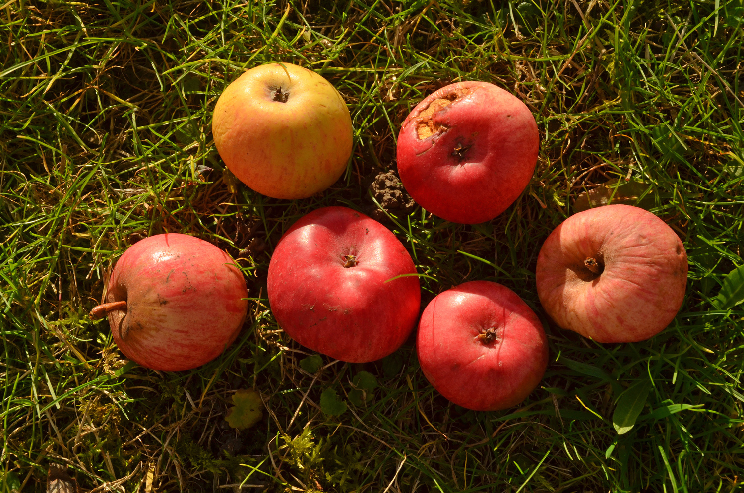 Malus domenstica 'Kleinbettlinger Luike' - Filderstadt-Bonlanden - Dez. 2023