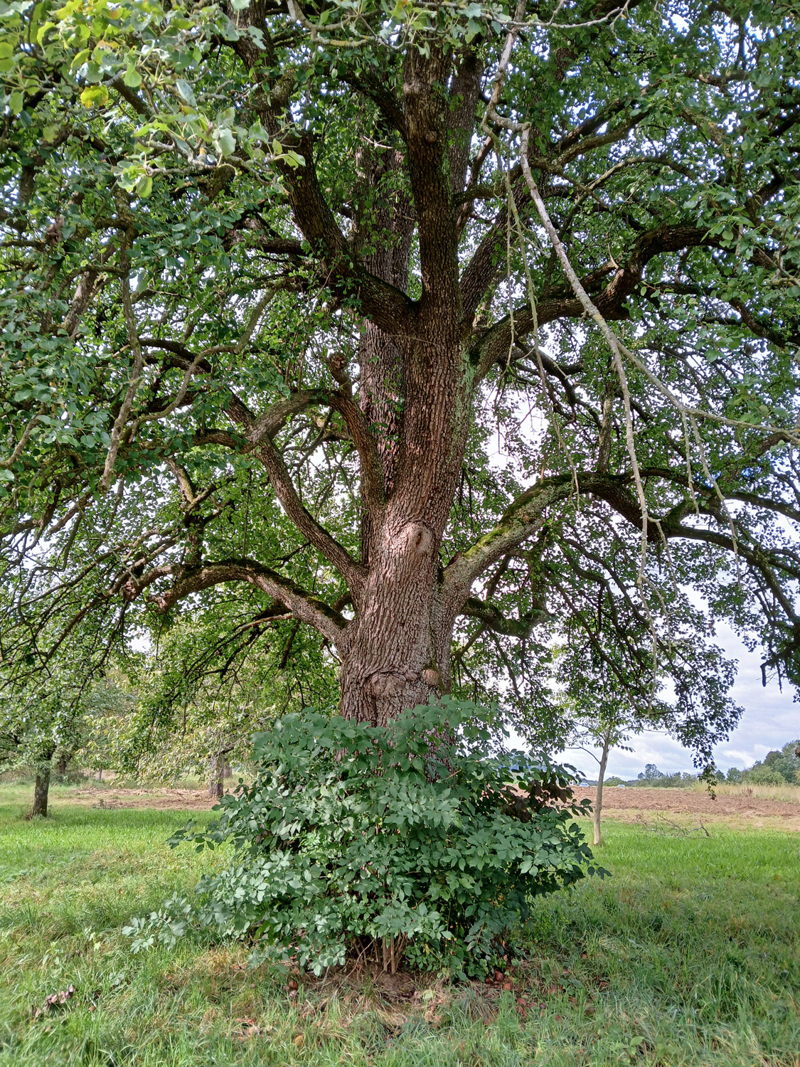 Pyrus communis 'Nägelesbirne' - Owen - Sept. 2024