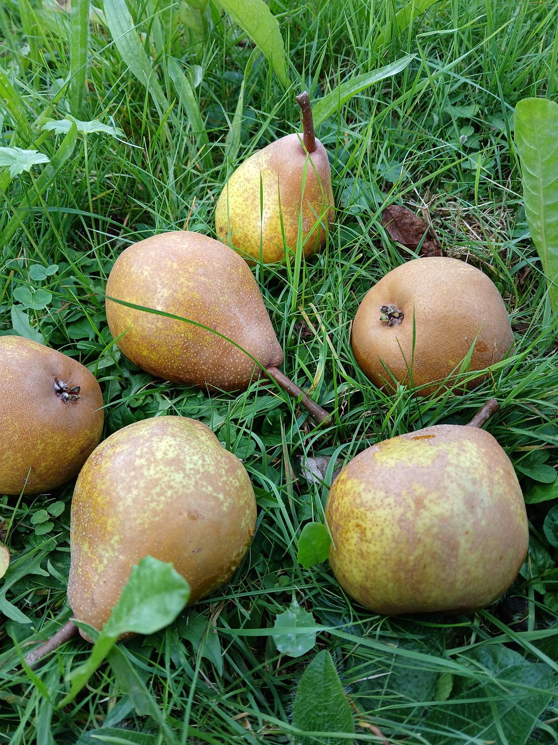 Pyrus communis 'Nägelesbirne' - Owen - Sept. 2024