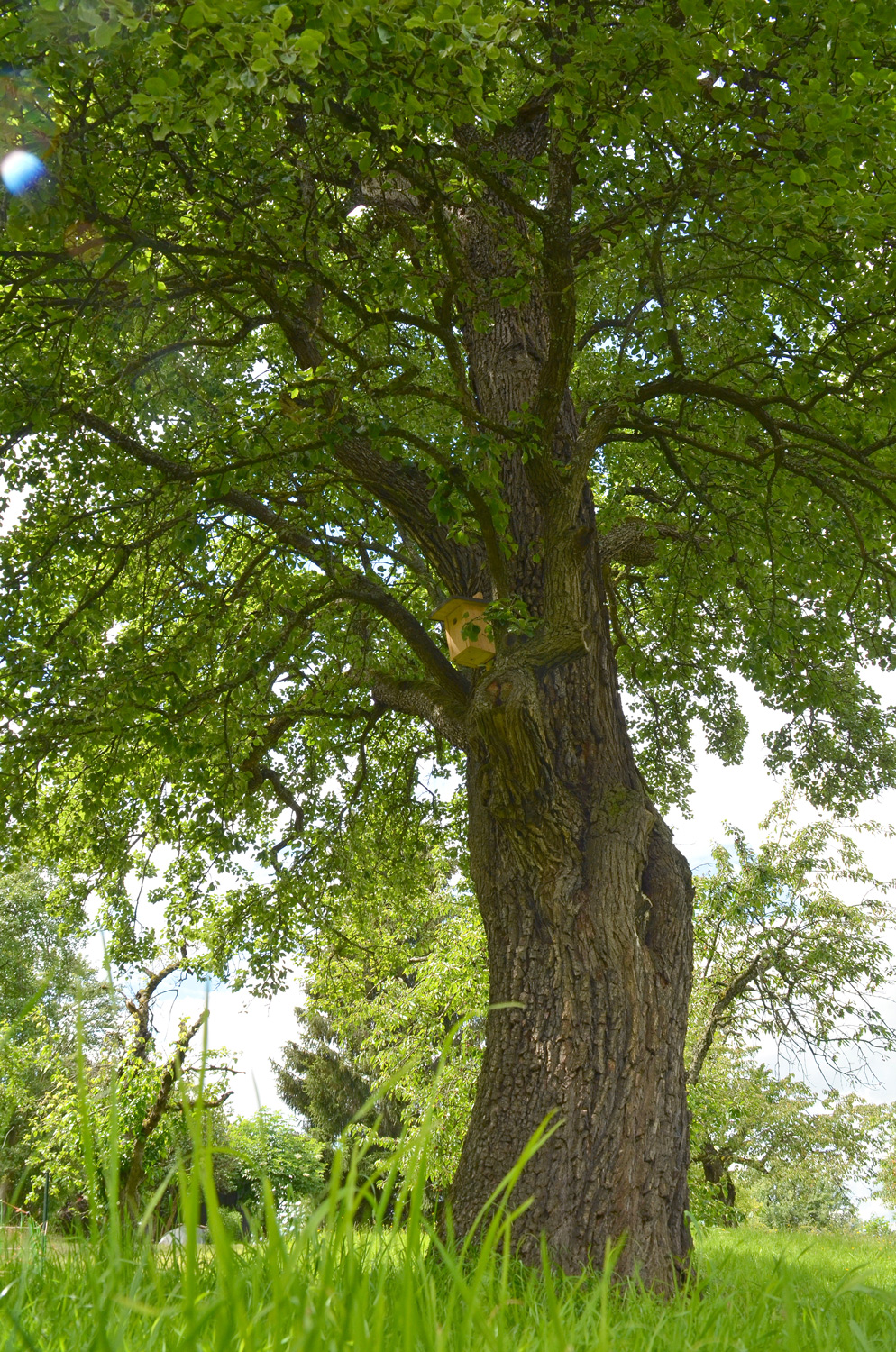 Pyrus communis 'Welsche Bratbirne' - Neuffen - Juni 2024