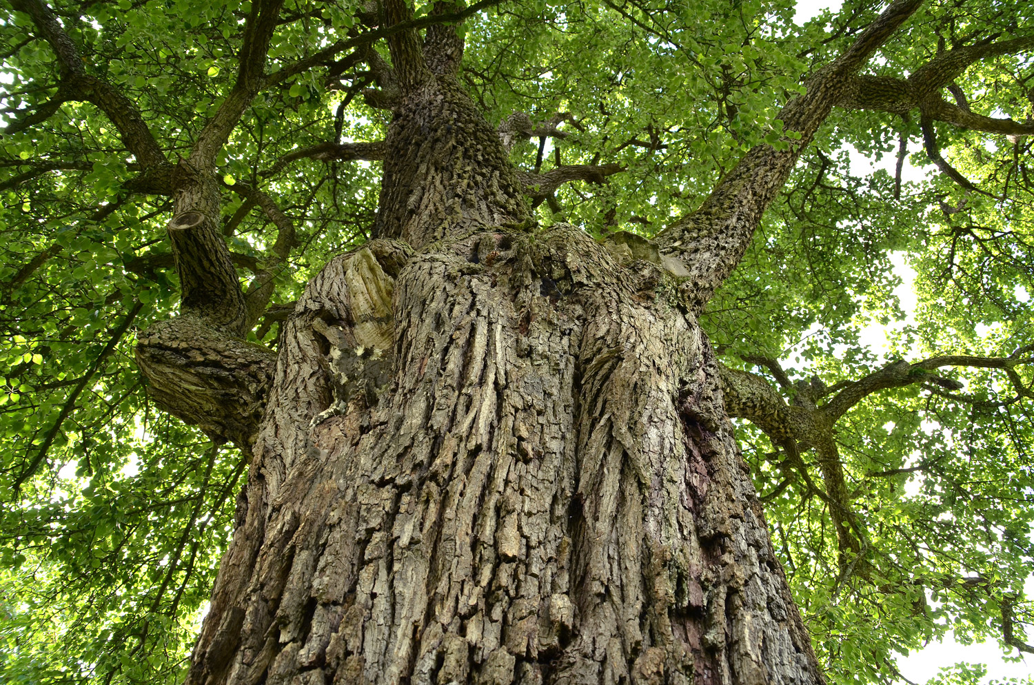 Pyrus communis 'Welsche Bratbirne' - Neuffen - Juni 2024